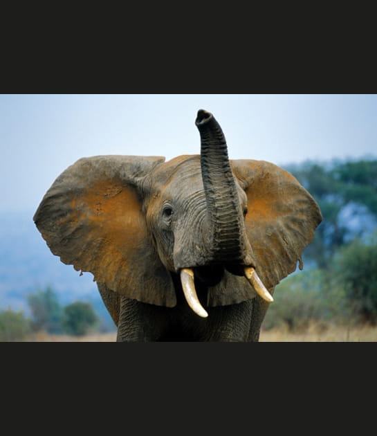 El&eacute;phant