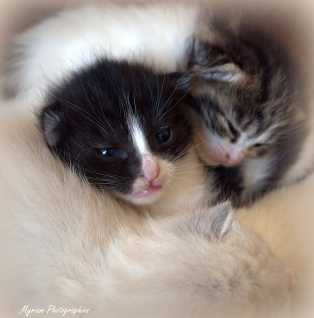 Lundi tendre