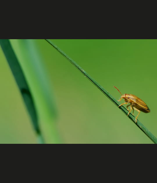 La petite b&ecirc;te qui monte