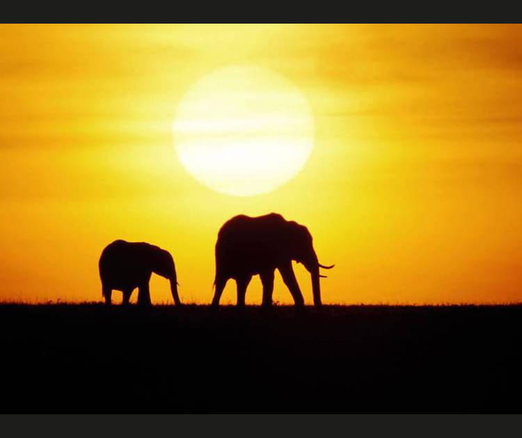 Silhouettes