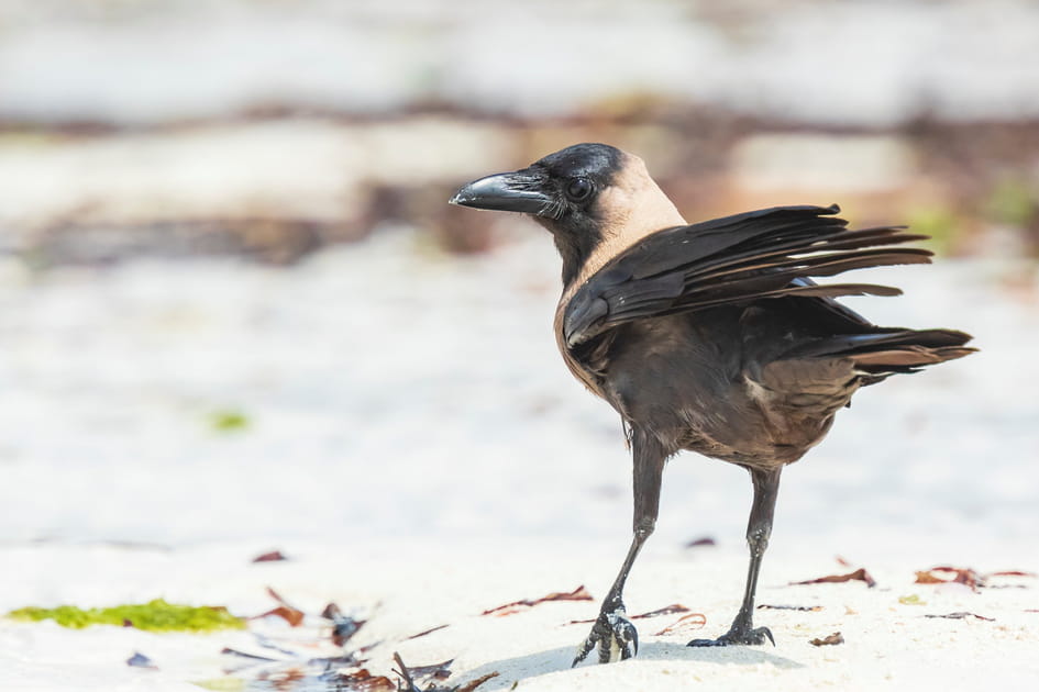 Le Corbeau familier
