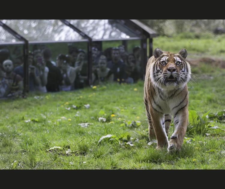 Parc Zoologique et Ch&acirc;teau de Thoiry
