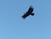 Ayni, l'odyssée du condor