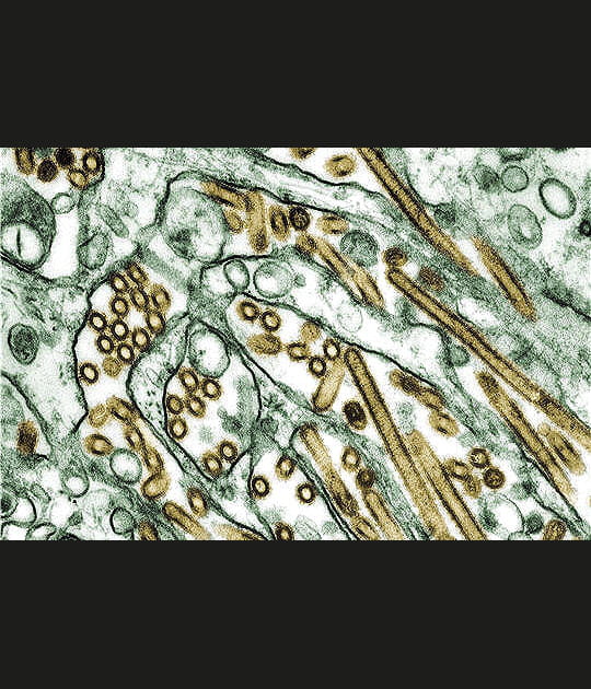 Un virus toujours aux aguets