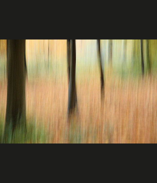 Fil&eacute; d'arbres