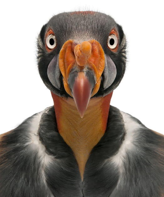 Le vautour, cet &eacute;boueur de la nature