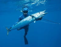 Requin vs thon