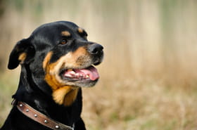Je suis v&eacute;t&eacute;rinaire, voici les 5&nbsp;races de chien que je ne poss&egrave;derai jamais