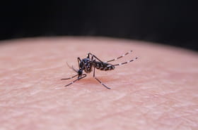 Chikungunya&nbsp;: l'&eacute;pid&eacute;mie continue de ralentir, elle est presque termin&eacute;e