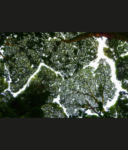 Arbres Camphor