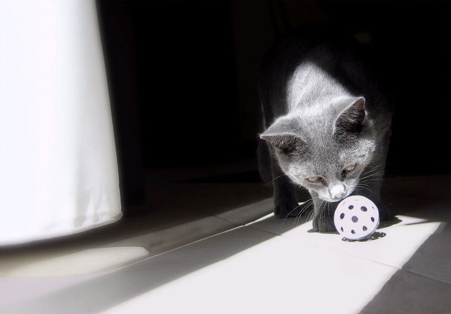 Chartreux joueur