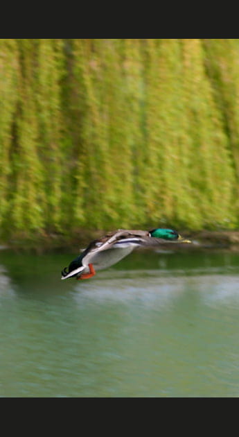 Picardie, au pays du canard sauvage
