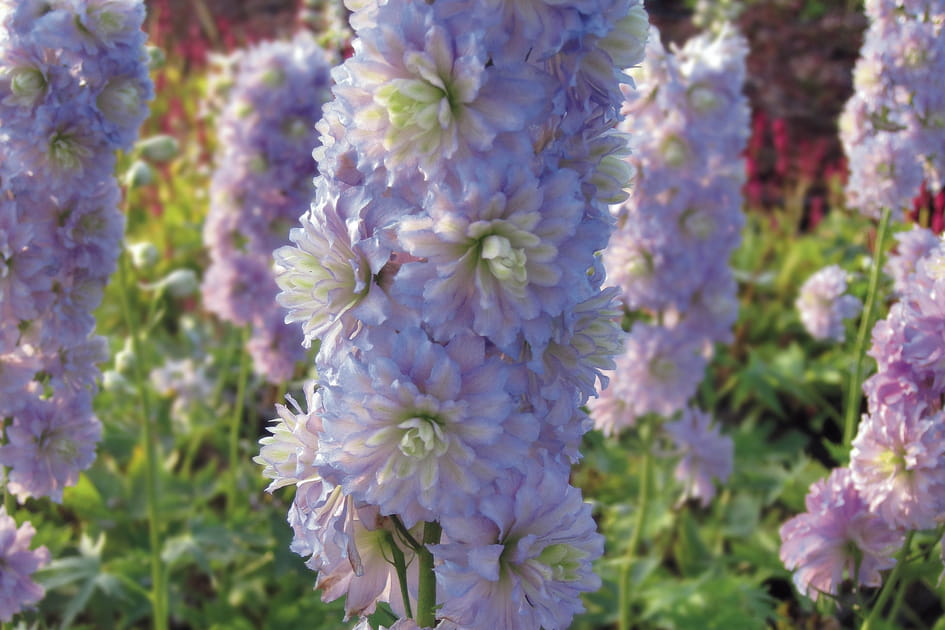 Une forme in&eacute;dite : Delphinium &quot;Crystal Delight&quot;