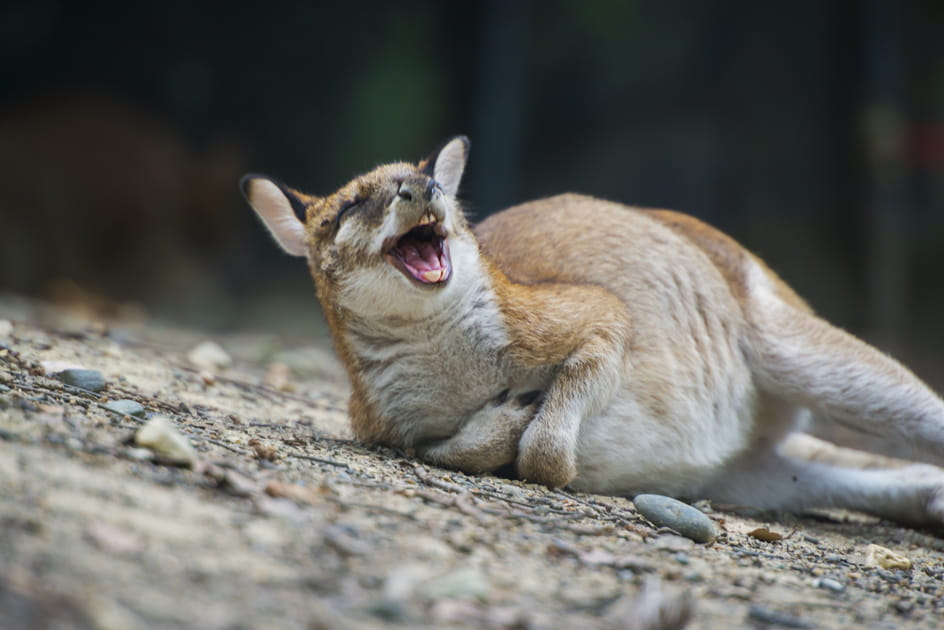 Kangourou farceur &agrave; Cairns