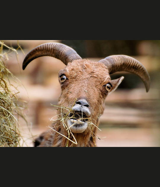 Mouflon &agrave; manchettes