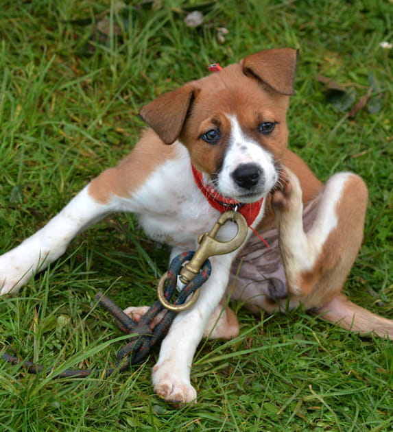 Repousser les puces et tiques des animaux