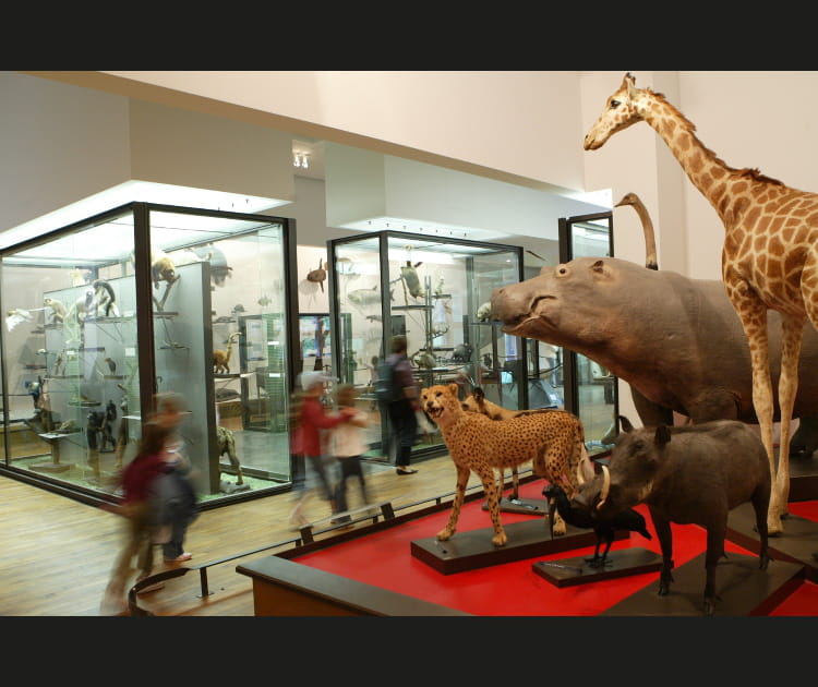 Le mus&eacute;e d'histoire naturelle &agrave; petit prix &agrave; Nancy