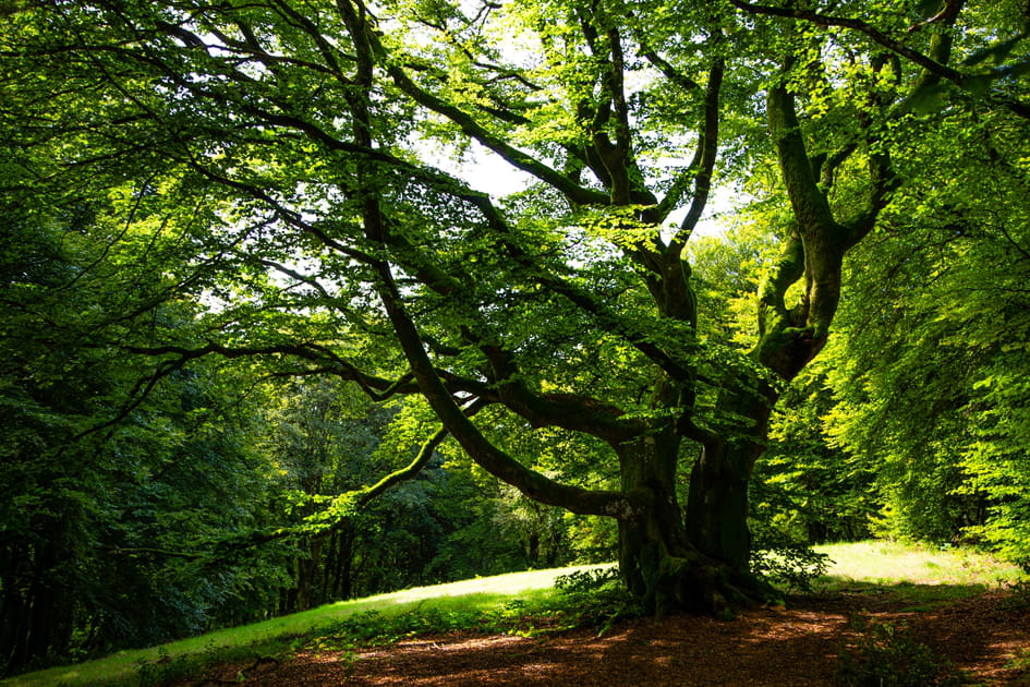 La for&ecirc;t de Bibracte