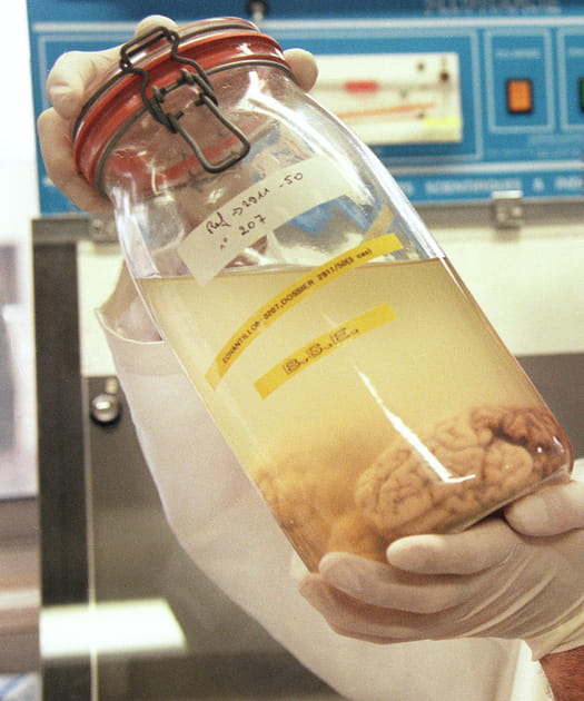 La maladie de la vache folle, via les bovins