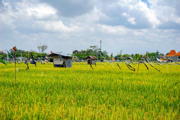 Les spots cachés de Bali : Canggu