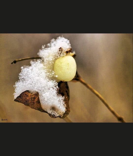 Glace
