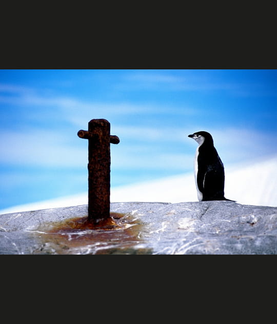 Pas pingouin, mais manchot