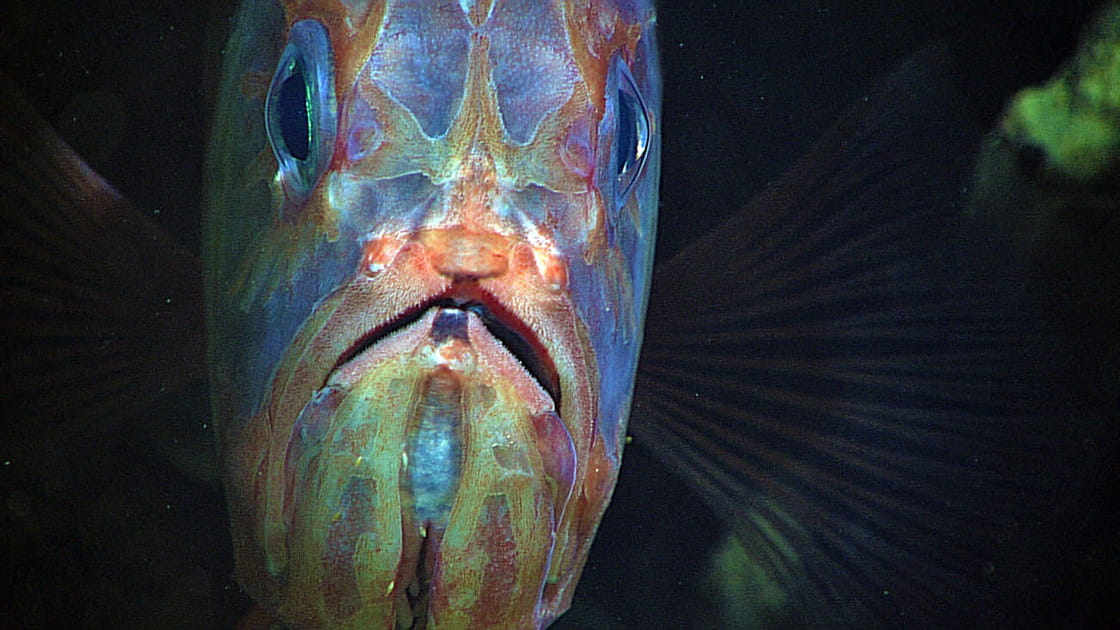 Hoplostethus crassispinus