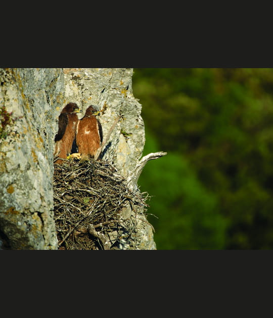 Deux aiglons, pas plus