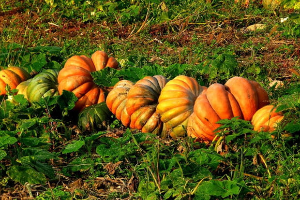 Citrouilles et potirons