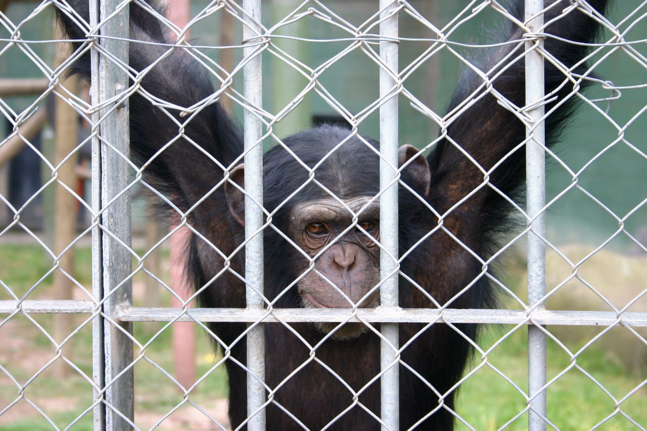 Cette nouvelle pratique des visiteurs se rÃ©pand dans les zoos, elle nuit pourtant beaucoup aux...