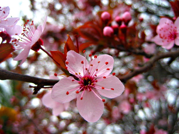 Fleur de prunus