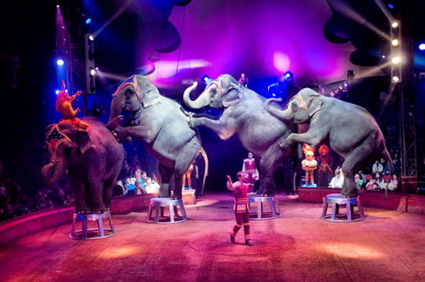 Sandro Montez et ses éléphantes