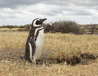Indonésie sauvage : Argentine, montagnes des extrêmes