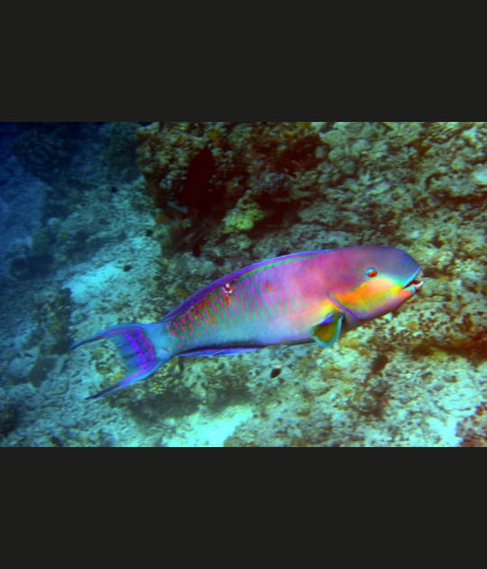 Symphonie de couleurs