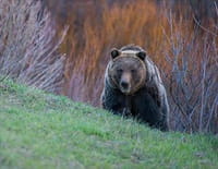 Yellowstone : Un printemps tardif
