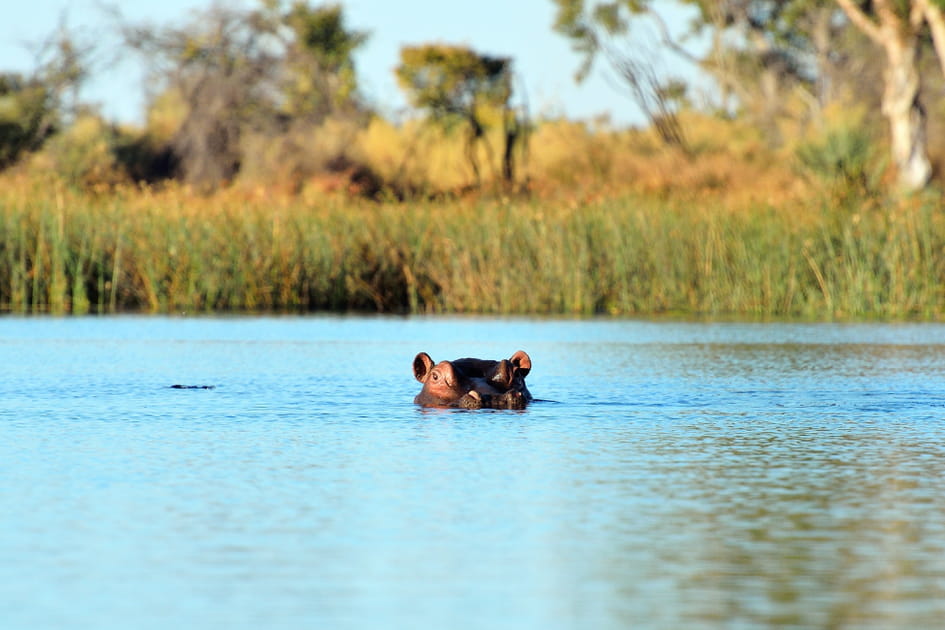L'une des plus grandes zones prot&eacute;g&eacute;es, le Parc national de Nyerere