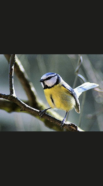 La gourmandise de la m&eacute;sange bleue