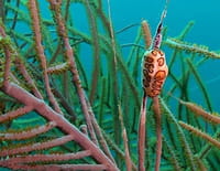 Martinique, sous la mer, les mystères de la vie