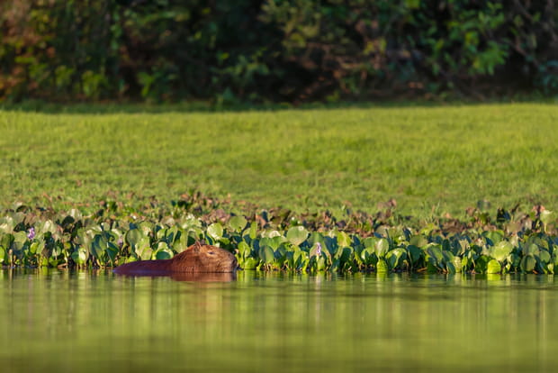 Poconé, la porte d'entrée du Pantanal nord