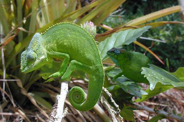 Un couple de caméléon