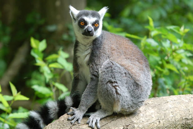 Les Makis Cattas et leur territoire