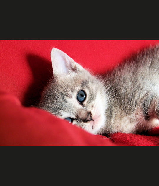 Chaton au repos