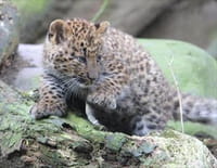 L'école des bébés animaux : Un vaccin pour les panthères