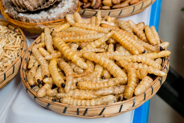 Les insectes grillés en Thaïlande