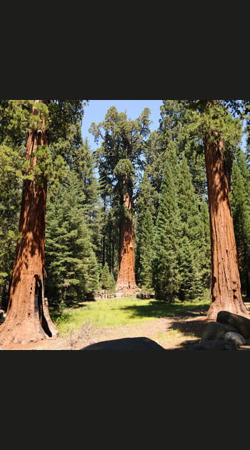 Le Parc National du S&eacute;quoia