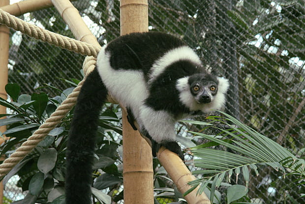 Le vari à ceinture blanche