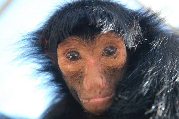 Le singe aux bras plus long que les jambes