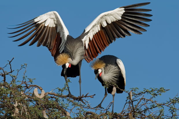 Le parc national Hwange au Zimbabwe