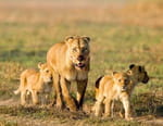 Predator v Prey