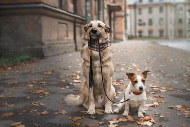 France : marcher sur une crotte de chien... avec le pied gauche